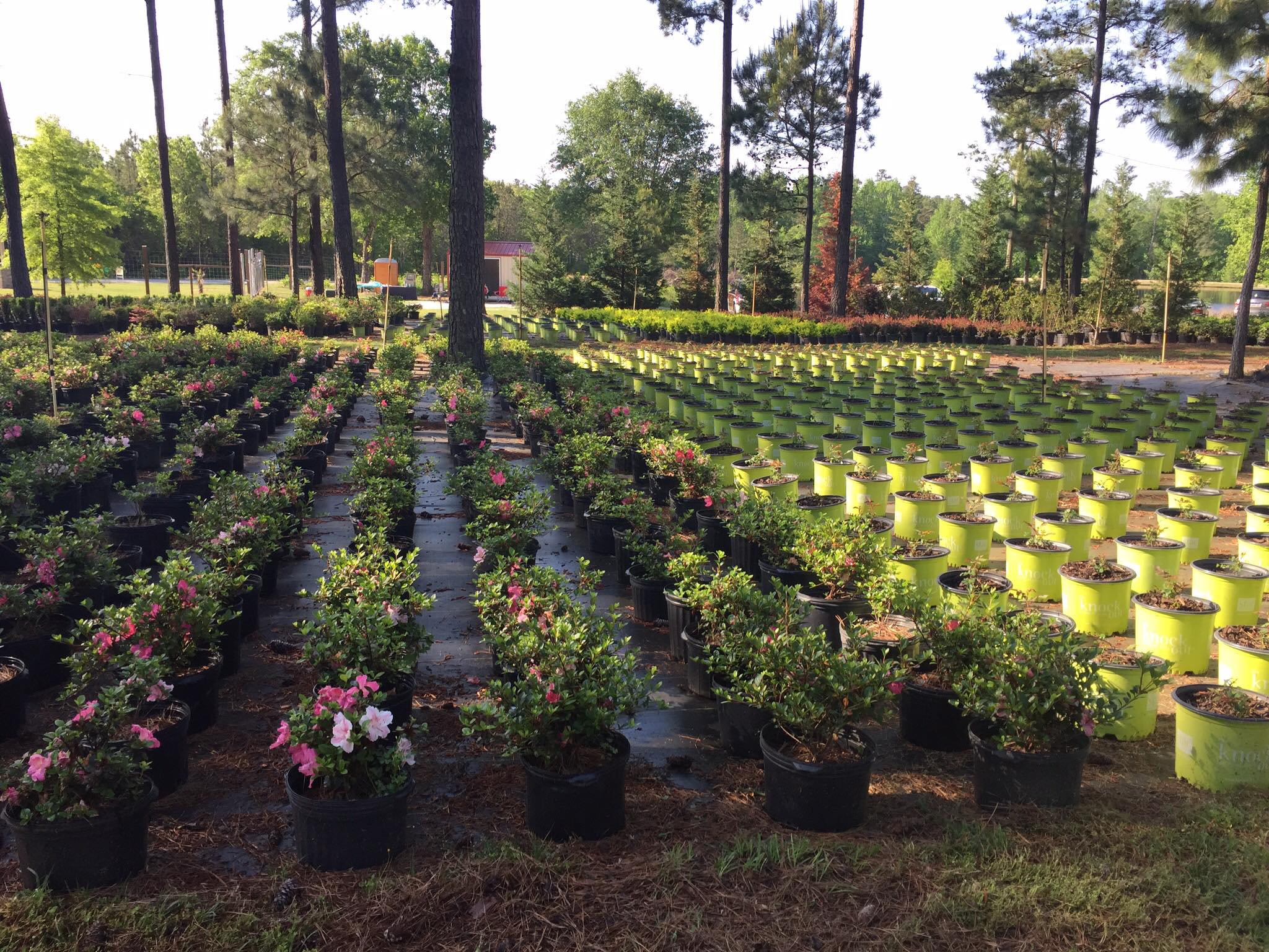 Elliott's Nursery | Kershaw, SC | plants in the nursery Elliott's Nursery | Kershaw, SC | plants in the nursery