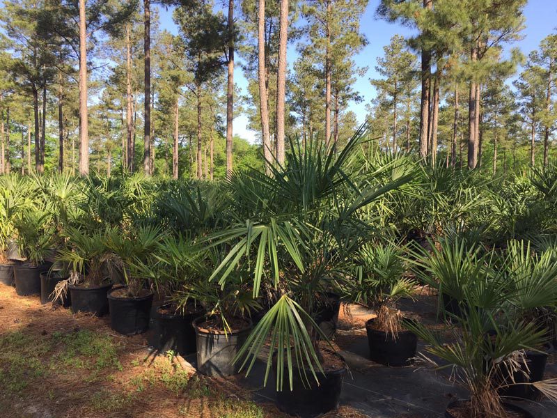 Elliott's Nursery | Kershaw, SC | plants for sale Elliott's Nursery | Kershaw, SC | plants for sale
